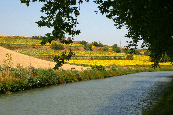 Une champ de tournesols pr&egrave;s du Canal en amont de Castelnaudary