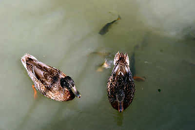 Canards et poissons peuplent les eaux du Canal