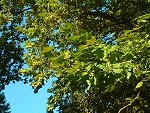 Feuilles de platane