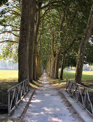 La grande allée de platanes bicentenaires qui traverse le Grand Bassin