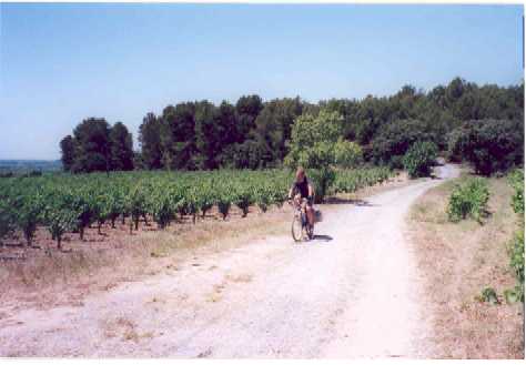 Ken dans les vignes